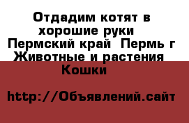 Отдадим котят в хорошие руки - Пермский край, Пермь г. Животные и растения » Кошки   